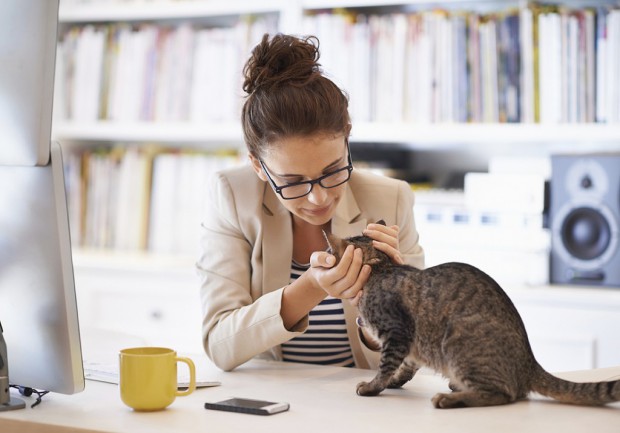 Venir avec son chat au bureau, un concept inédit en provenance du Japon 