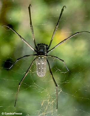 L'araignée « violoniste » fait une nouvelle victime - Elle