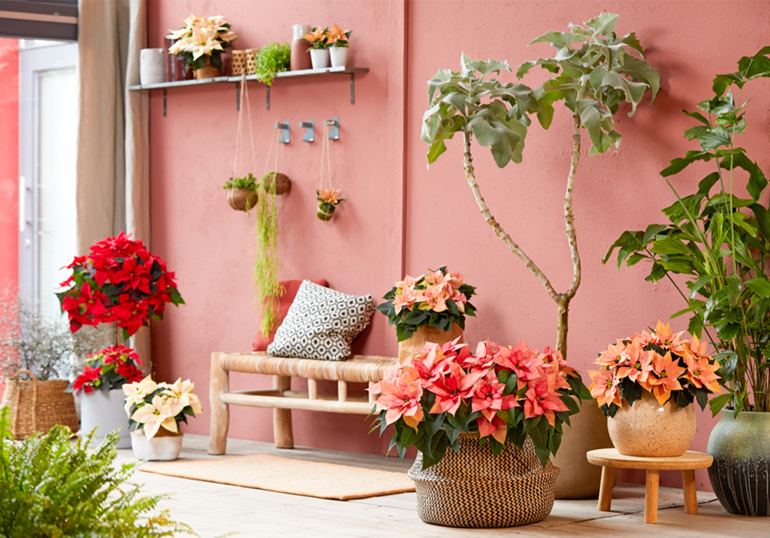 Hiver, 6 plantes pour colorer votre intérieur - Elle Décoration