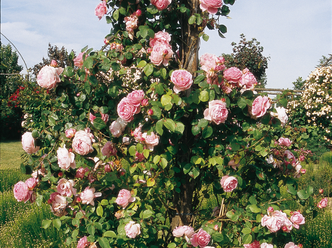 Quelle Est La Fleur Préférée Des Français Elle Décoration