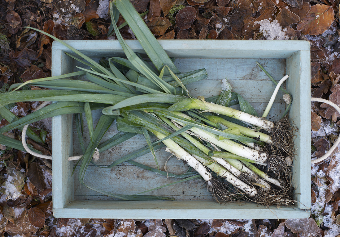 Fruits Et Legumes De Saison En Novembre Le Poireau Quels Fruits Et Legumes De Saison En Novembre Elle A Table