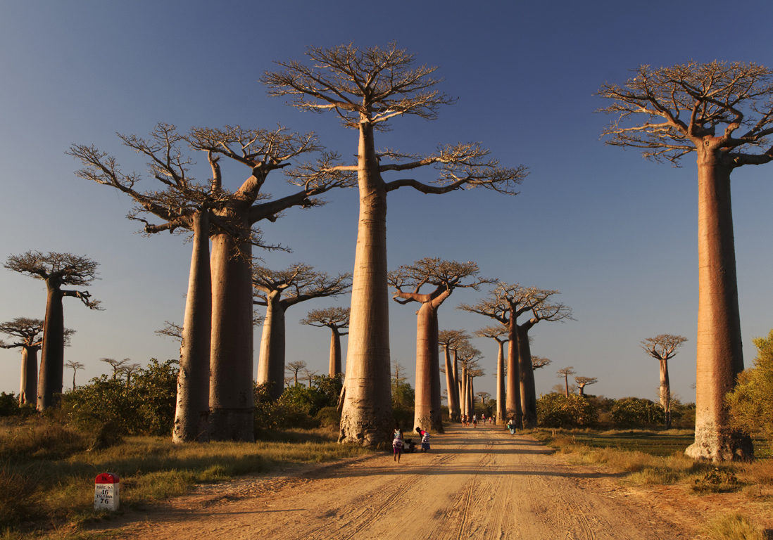 All e des Baobabs   Madagascar 20 destinations 