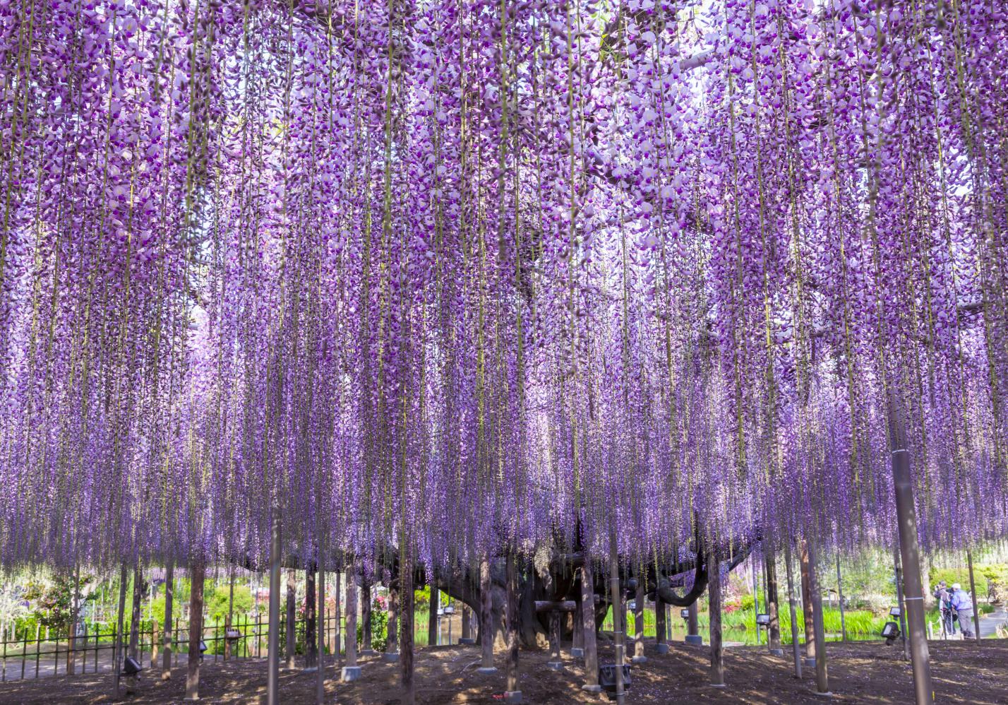 Kawachi Fuji D Couvrez Le Plus Incroyable Des Jardins Japonais Elle