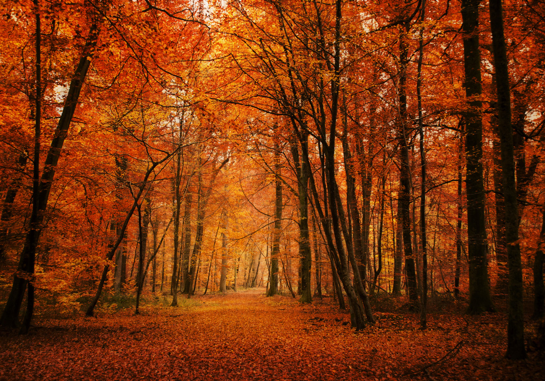 rencontres foret de fontainebleau