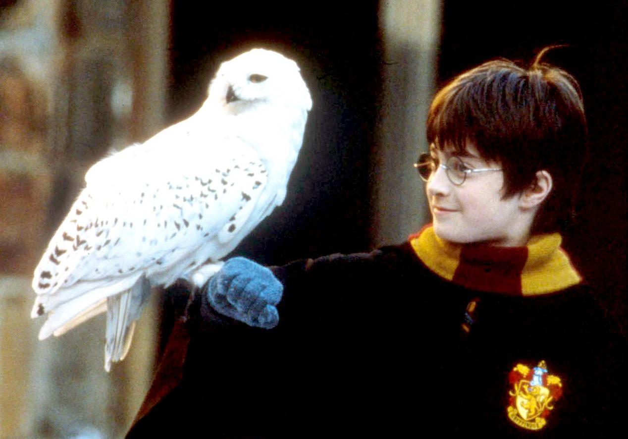 PrêtàLiker quand le fils de Harry Potter fait sa