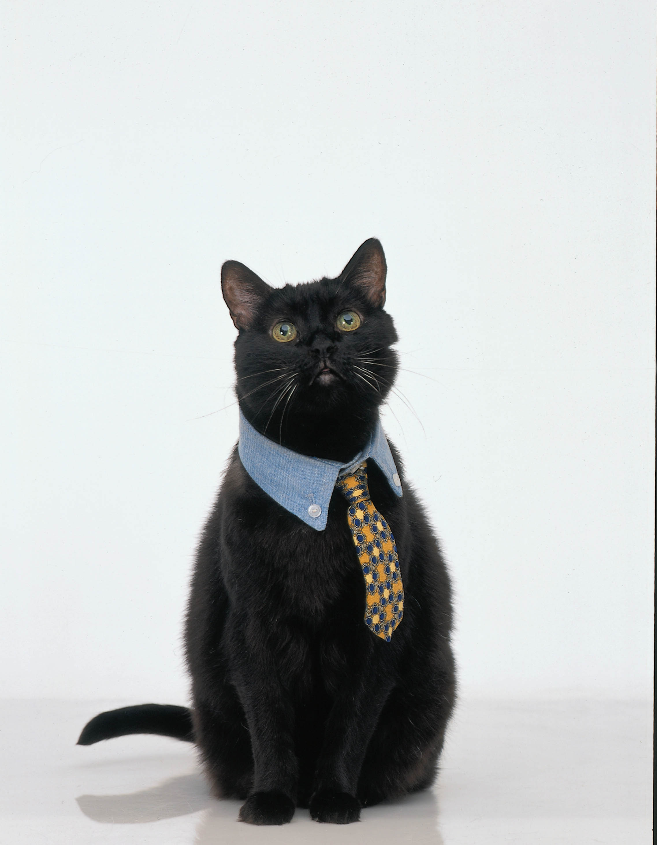 Nick Bakay est Salem Saberhagen Que sontils devenus… les acteurs de