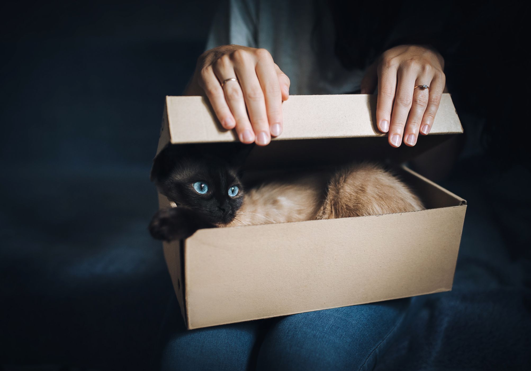 L Ailurophobie Tout Savoir Sur La Peur Panique Des Chats Elle