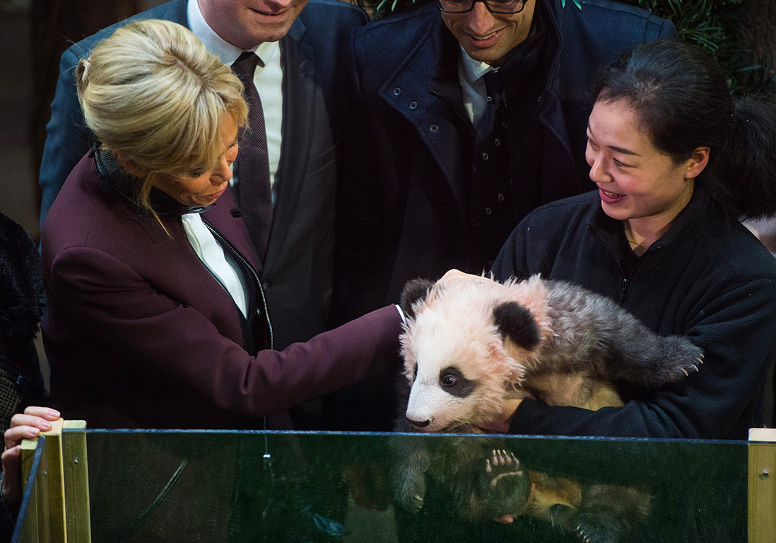 Brigitte Macron Premiere Rencontre Avec Le Bebe Panda Du Zoo De Beauval Elle